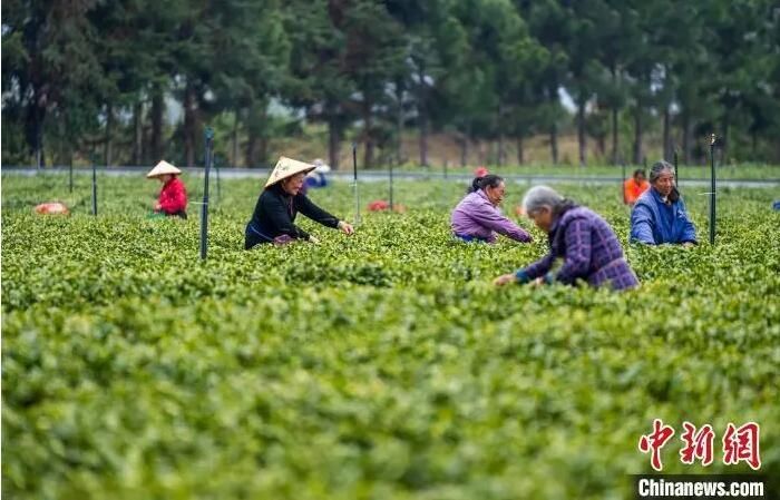 关于江西吉水生态茶园绿意盎然 春茶采摘正忙的最新消息(2)