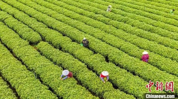 关于江西吉水生态茶园绿意盎然 春茶采摘正忙的最新消息(4)
