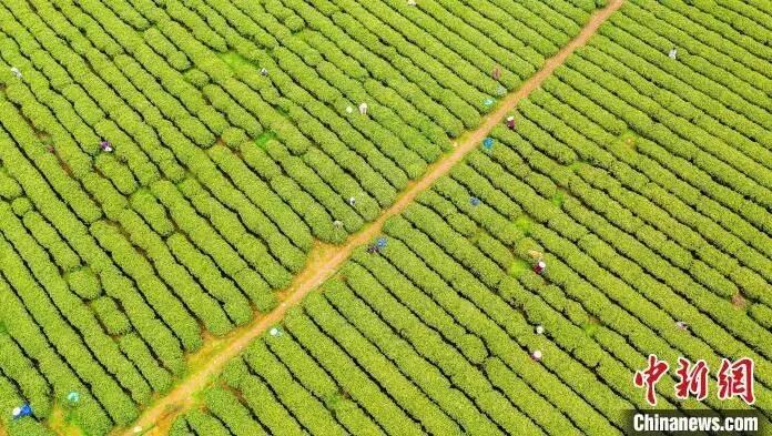 关于江西吉水生态茶园绿意盎然 春茶采摘正忙的最新消息(6)