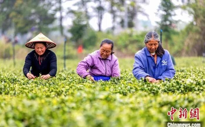 关于江西吉水生态茶园绿意盎然 春茶采摘正忙的最新消息(5)