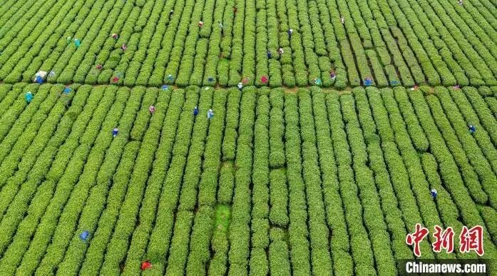 关于江西吉水生态茶园绿意盎然 春茶采摘正忙的最新消息(7)