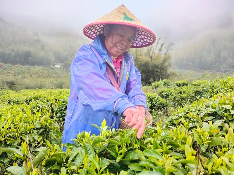 有关于始兴春茶开采：风拂嫩叶琉璃软,雨沐新芽翡翠香的消息(3)