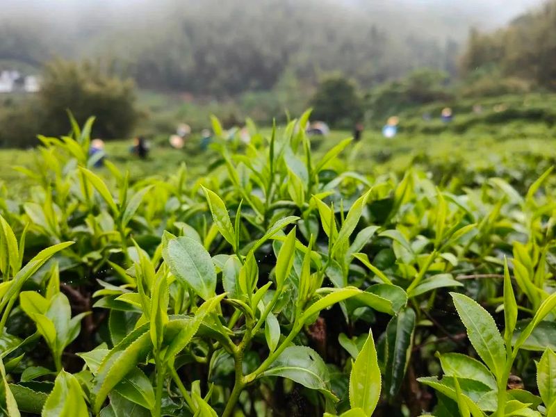 有关于始兴春茶开采：风拂嫩叶琉璃软,雨沐新芽翡翠香的消息(5)