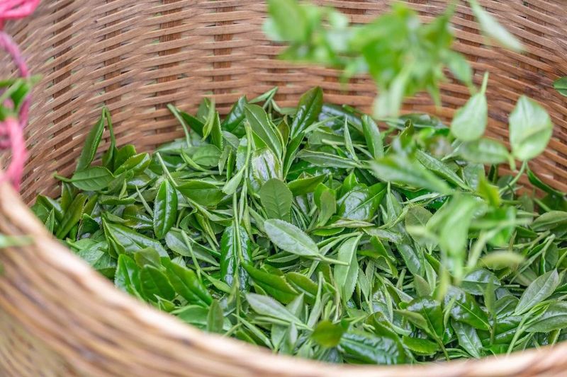 有关于始兴春茶开采：风拂嫩叶琉璃软,雨沐新芽翡翠香的消息(7)