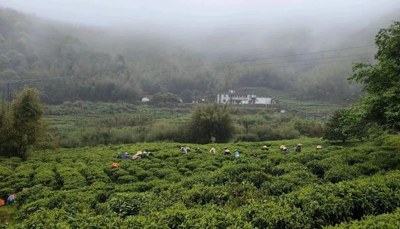 有关于始兴春茶开采：风拂嫩叶琉璃软,雨沐新芽翡翠香的消息(1)