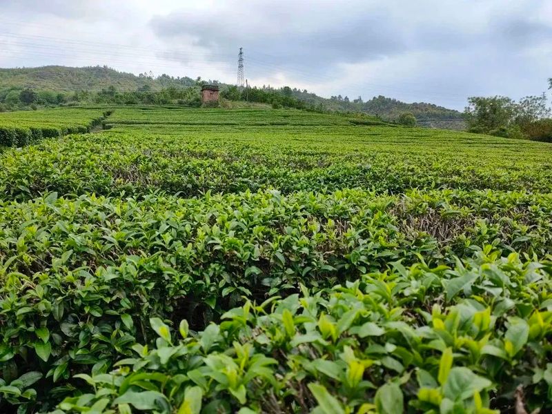 有关于始兴春茶开采：风拂嫩叶琉璃软,雨沐新芽翡翠香的消息(4)