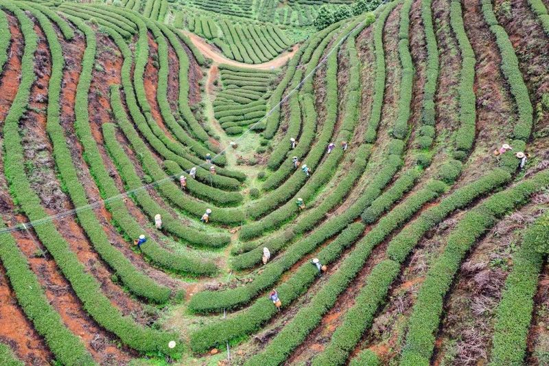 有关于始兴春茶开采：风拂嫩叶琉璃软,雨沐新芽翡翠香的消息(6)