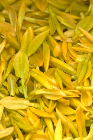 有关于小小茶叶大大丰收！旺苍县“明前茶”全面采摘的信息(4)