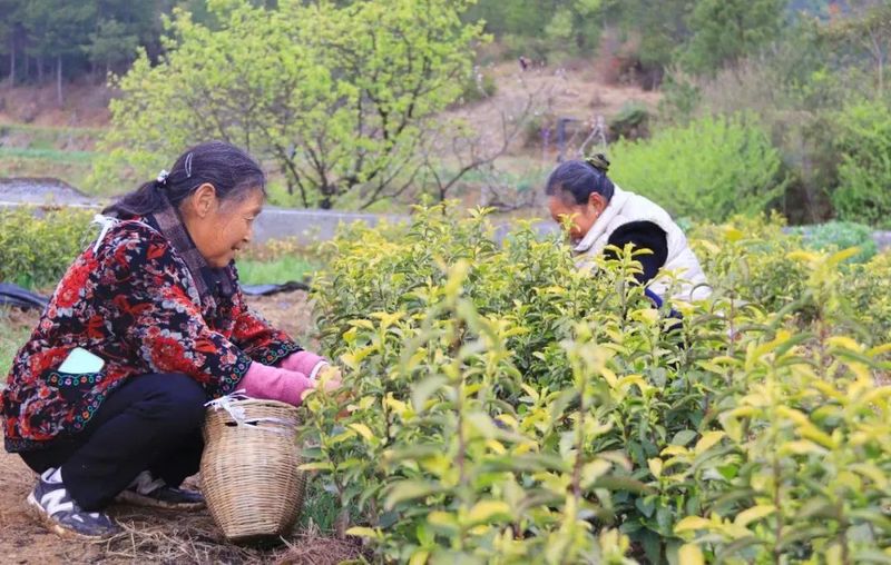有关于小小茶叶大大丰收！旺苍县“明前茶”全面采摘的信息(6)