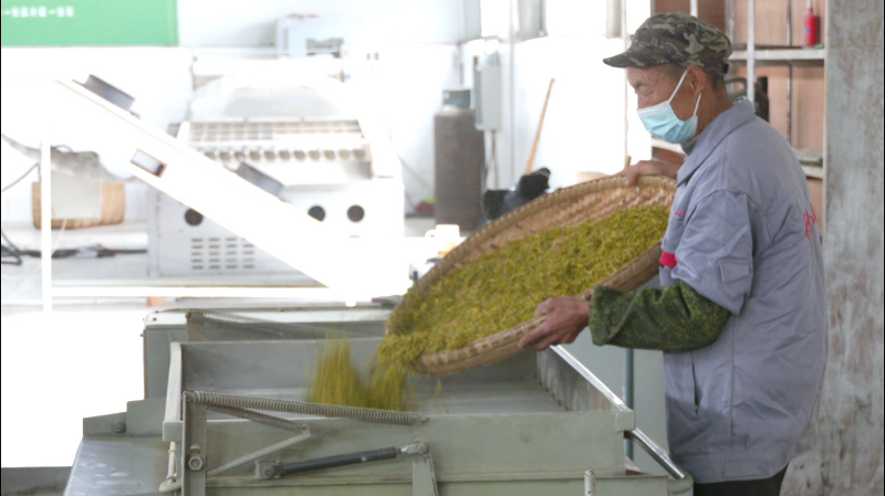 有关于小小茶叶大大丰收！旺苍县“明前茶”全面采摘的信息(5)