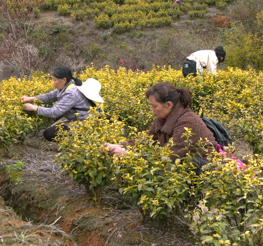 有关于小小茶叶大大丰收！旺苍县“明前茶”全面采摘的信息(3)