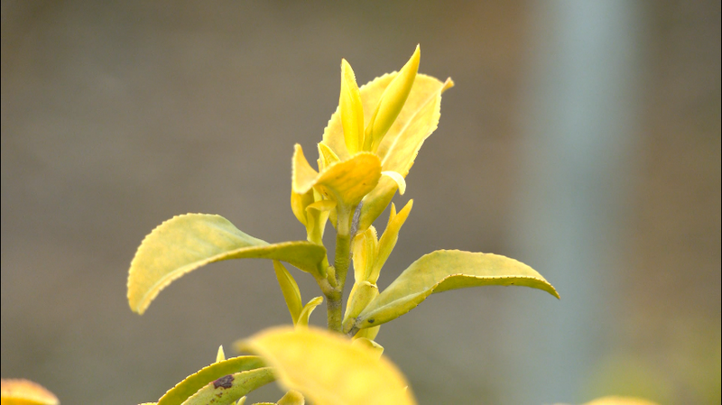 有关于小小茶叶大大丰收！旺苍县“明前茶”全面采摘的信息(1)