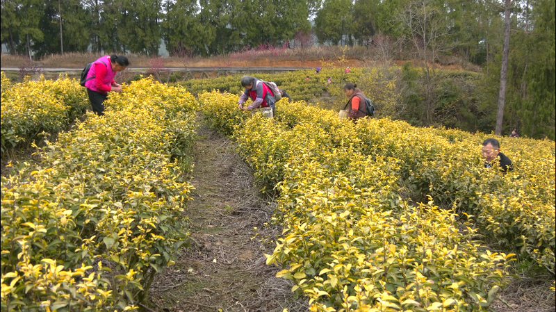 有关于小小茶叶大大丰收！旺苍县“明前茶”全面采摘的信息
