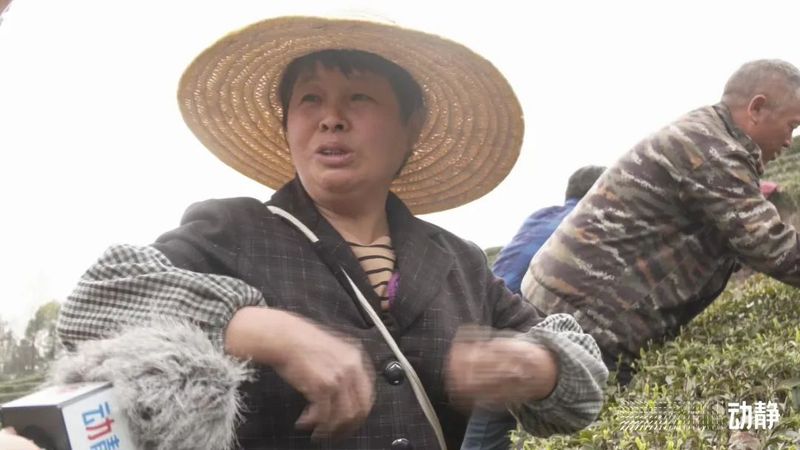 有关于贵州茶山上的四川采茶队的内容(2)