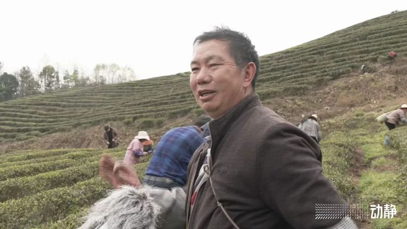 有关于贵州茶山上的四川采茶队的内容(1)