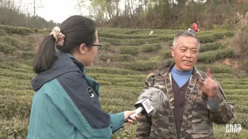 有关于贵州茶山上的四川采茶队的内容(7)