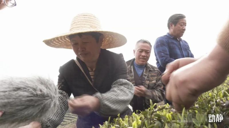 有关于贵州茶山上的四川采茶队的内容(5)