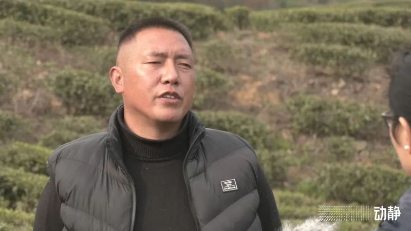 有关于贵州茶山上的四川采茶队的内容(6)