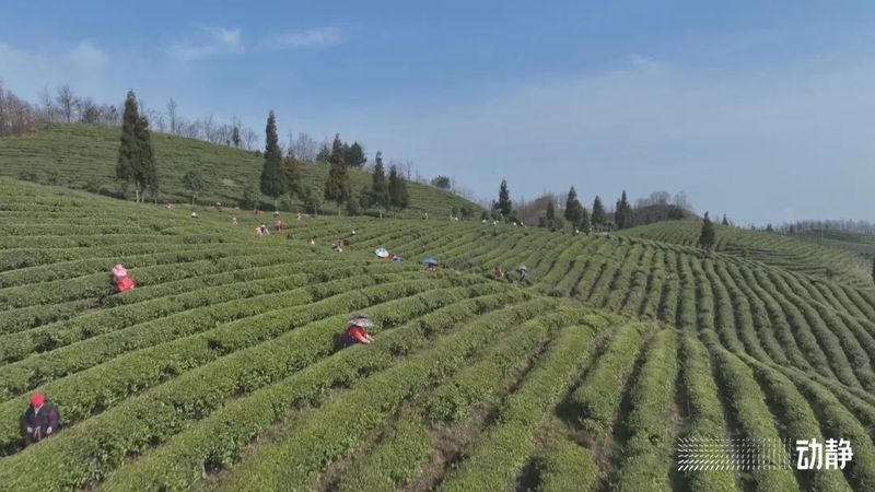 有关于贵州茶山上的四川采茶队的内容