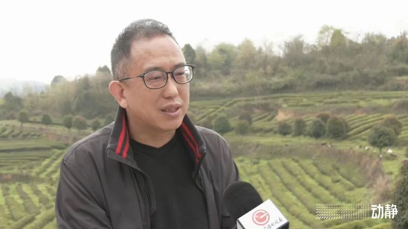 有关于贵州茶山上的四川采茶队的内容(3)