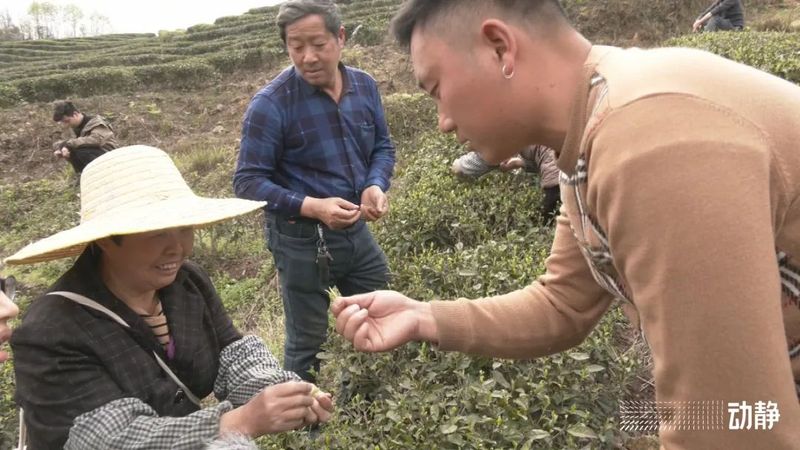 有关于贵州茶山上的四川采茶队的内容(4)