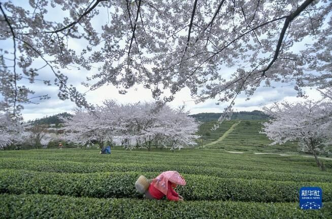 关于贵州余庆：采摘“明前茶”的消息(1)