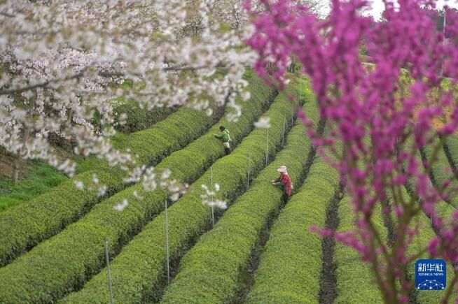 关于贵州余庆：采摘“明前茶”的消息(2)