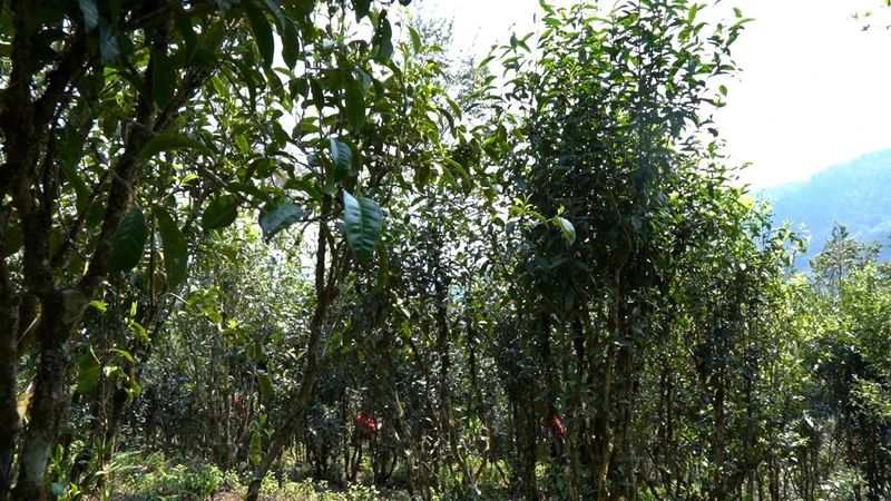 有关于绿春：不负春光好时节 甜水塘春茶采摘正当时的消息(1)