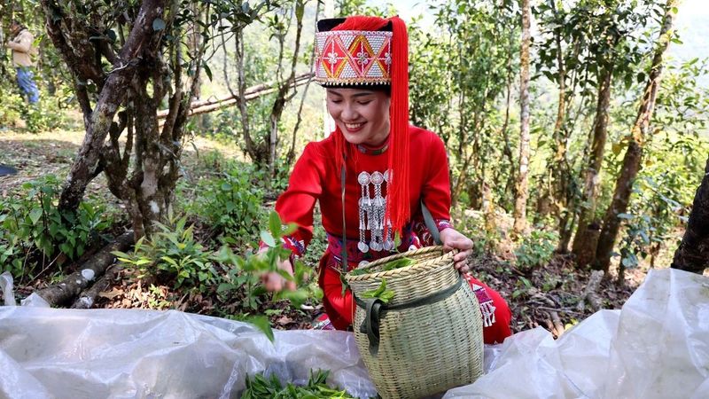 有关于绿春：不负春光好时节 甜水塘春茶采摘正当时的消息(8)