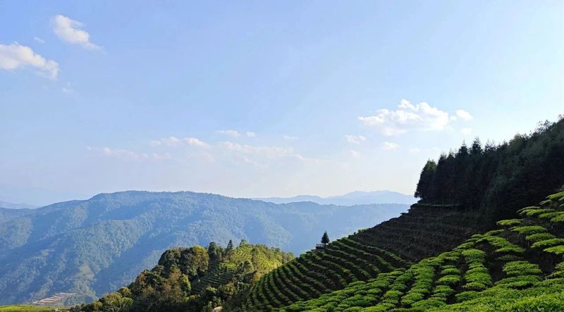 有关于绿春：不负春光好时节 甜水塘春茶采摘正当时的消息(7)