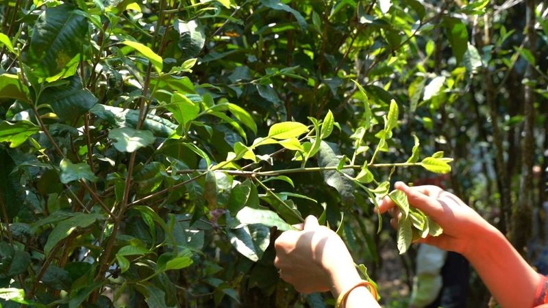 有关于绿春：不负春光好时节 甜水塘春茶采摘正当时的消息(2)