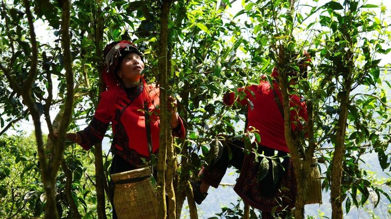 有关于绿春：不负春光好时节 甜水塘春茶采摘正当时的消息(3)