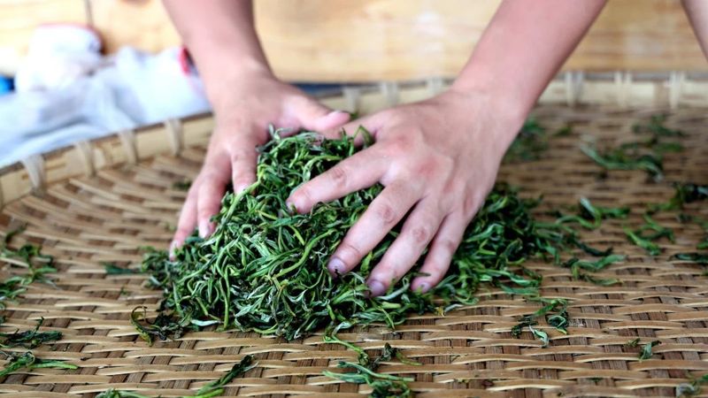 有关于绿春：不负春光好时节 甜水塘春茶采摘正当时的消息(9)