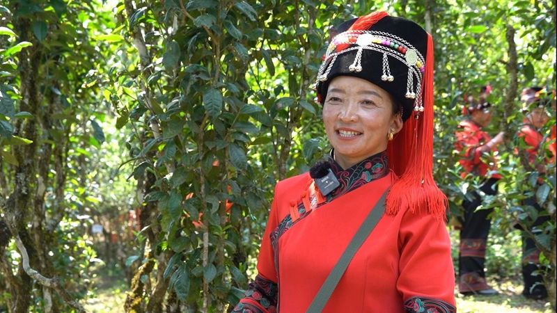 有关于绿春：不负春光好时节 甜水塘春茶采摘正当时的消息(5)