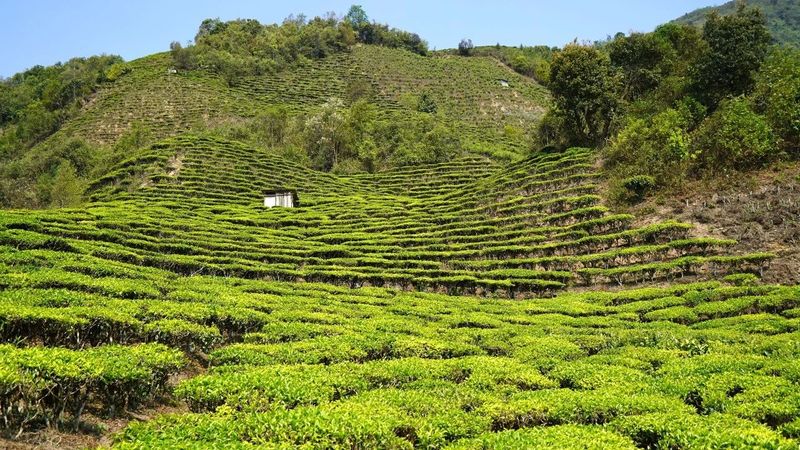 有关于绿春：不负春光好时节 甜水塘春茶采摘正当时的消息(12)