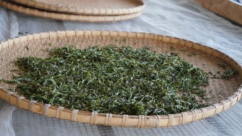 有关于绿春：不负春光好时节 甜水塘春茶采摘正当时的消息(10)