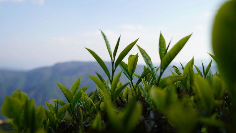 有关于绿春：不负春光好时节 甜水塘春茶采摘正当时的消息(13)