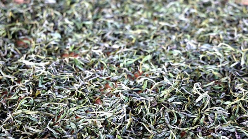 有关于绿春：不负春光好时节 甜水塘春茶采摘正当时的消息(11)