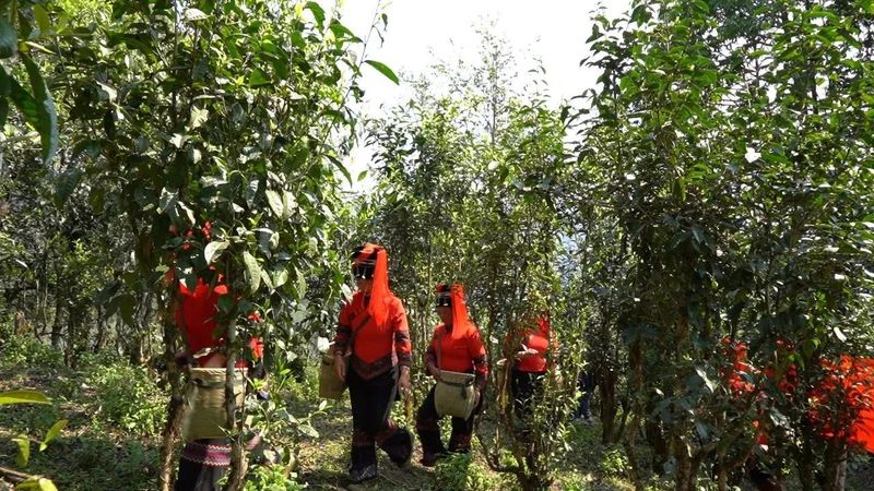 有关于绿春：不负春光好时节 甜水塘春茶采摘正当时的消息