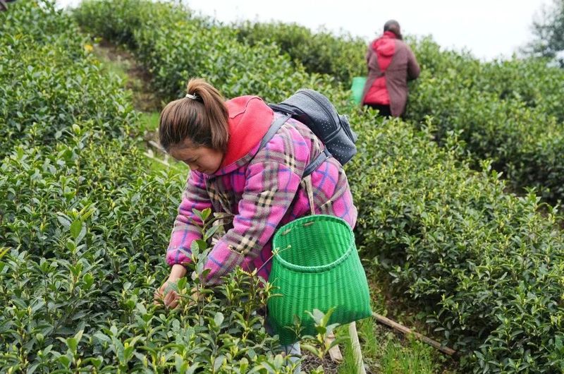 关于满园春芽吐新绿 春茶飘香采摘忙的最新消息