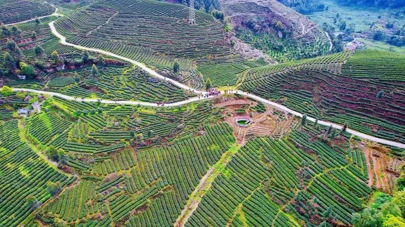 关于满园春芽吐新绿 春茶飘香采摘忙的最新消息(5)