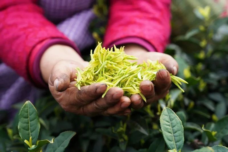 关于满园春芽吐新绿 春茶飘香采摘忙的最新消息(1)