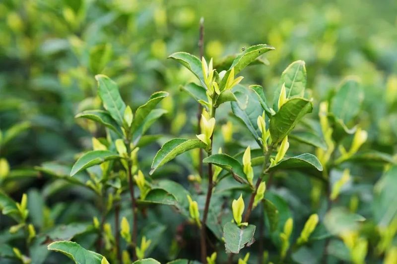 关于满园春芽吐新绿 春茶飘香采摘忙的最新消息(4)