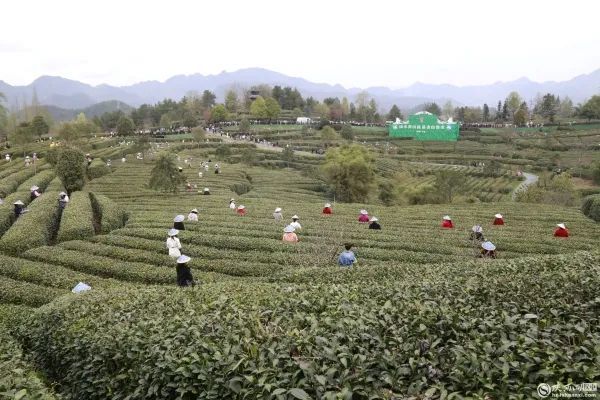 有关于陕西宁强将茶叶产业打造成为乡村振兴长效支柱产业的最新消息