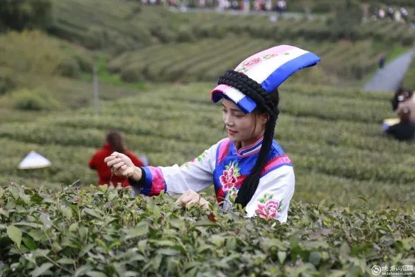 有关于陕西宁强将茶叶产业打造成为乡村振兴长效支柱产业的最新消息(1)