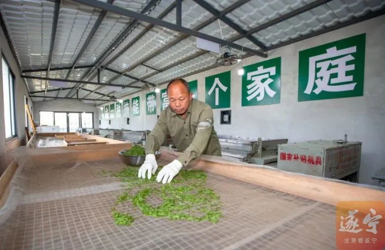 关于金桥镇 蓬溪茶香飘，茶农采茶忙的相关内容(3)