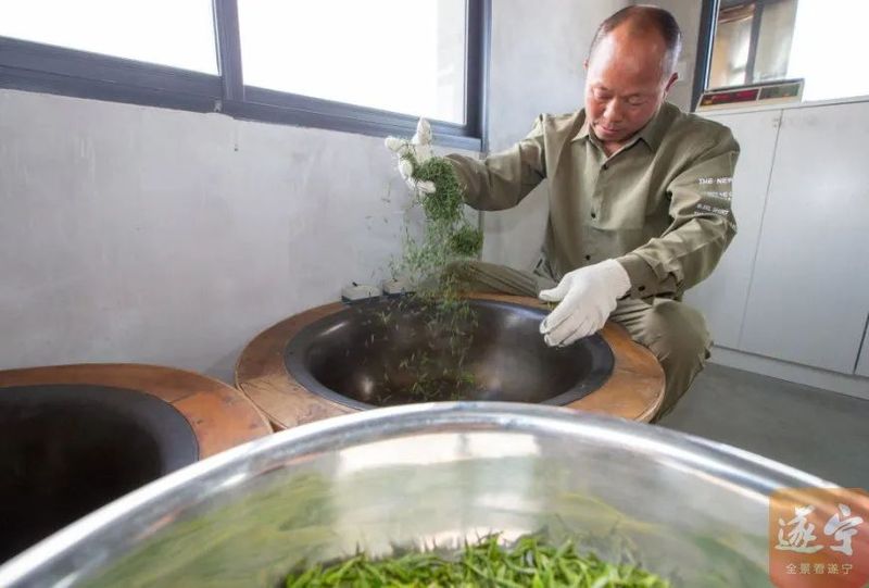 关于金桥镇 蓬溪茶香飘，茶农采茶忙的相关内容(2)