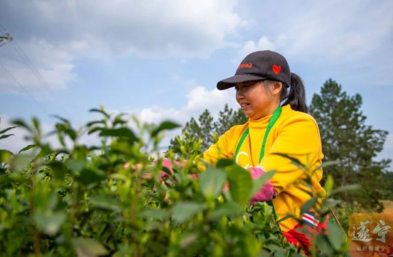 关于金桥镇 蓬溪茶香飘，茶农采茶忙的相关内容(1)