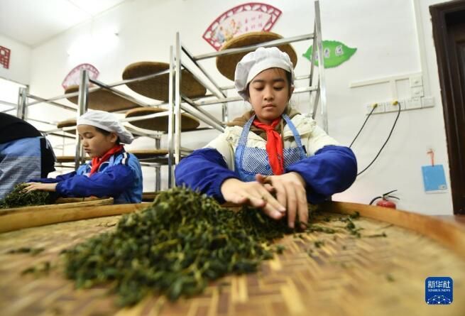 关于广西梧州市 茶香校园润童心的信息(1)