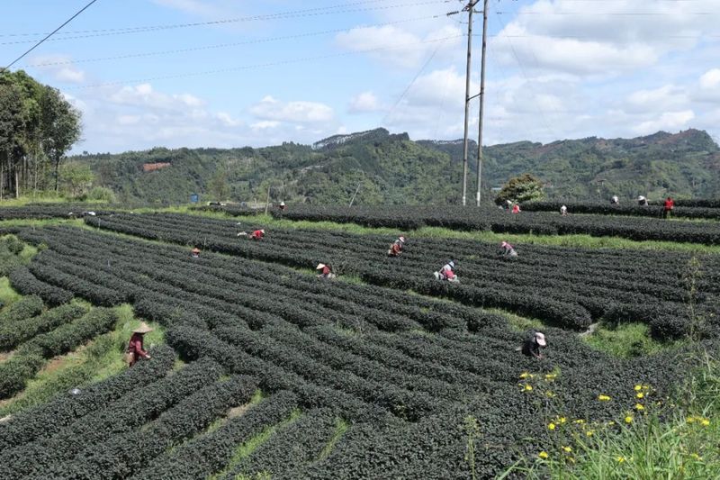 关于沐川县  阳春三月紫茶采摘正当时的资讯(3)